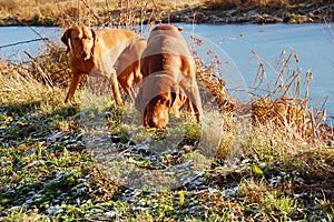 Hunting dogs