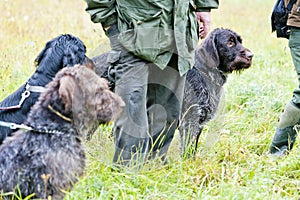 Hunting dogs