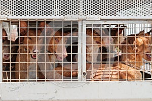 hunting dogs in cage, Canary Islands hounds, canarian warren hounds -