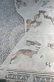 Hunting dogs capturing a rabbit