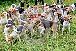 Hunting dogs, hunter hounds, beagle dogs, beagle hounds waiting for hunt