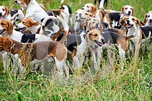 Hunting dogs, hunter hounds, beagle dogs, beagle hounds waiting for hunt