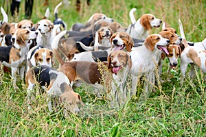 Hunting dogs, hunter hounds, beagle dogs, beagle hounds waiting for hunt