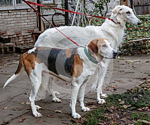 Hunting dogs on a leash svorka - Russian Borzoi and Russian piebald hound