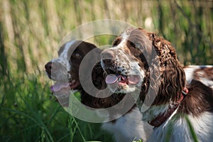 Hunting dogs Russian spaniel. Two dogs of the same coloring. White with brown