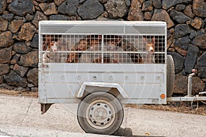 Hunting dogs in transportation cage, hounds in carriage