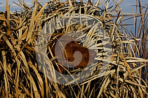 Hunting Duck Dog in Blind