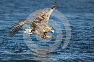 Hunting Eagle Attacking Prey.