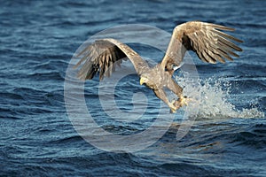 Hunting Eagle with Catch