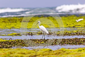 Hunting Egret