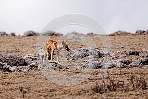 Hunting ethiopian wolf, Canis simensis, Ethiopia