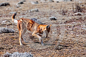Hunting ethiopian wolf, Canis simensis, Ethiopia photo