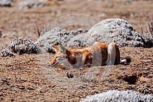 Hunting ethiopian wolf, Canis simensis, Ethiopia photo