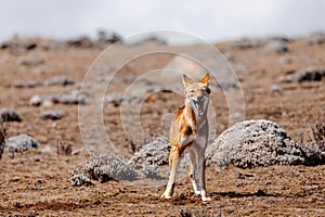 Hunting ethiopian wolf, Canis simensis, Ethiopia photo