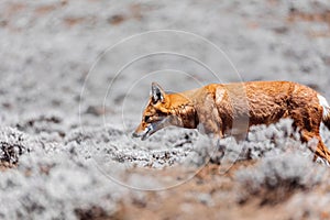 Hunting ethiopian wolf, Canis simensis, Ethiopia photo