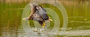 A hunting European eagle makes the landing above water, trees in the background. Grabs the prey in the lake with its