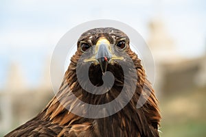 A hunting falcon animal avian beak bird of prey eagle falcon