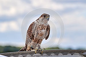 Hunting falcon lands on the cover of the car