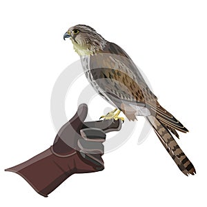 Hunting falcon vector