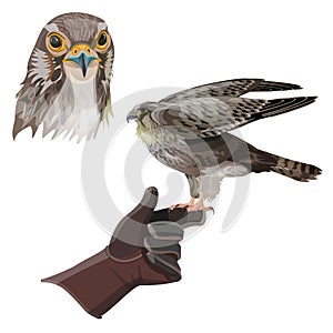 Hunting falcon vector