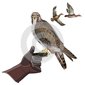 Hunting falcon vector