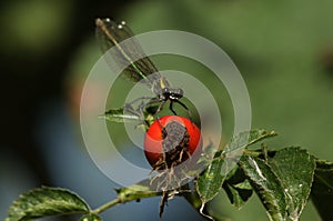 A hunting female Banded Demoiselle damselfly, Calopteryx splendens, perching on a Dog Rose Hip. It is waiting for prey to fly past