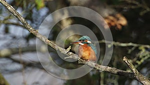 A hunting female Kingfisher, Alcedo atthis, perching on a twig that is growing over a river. It has been diving into the water