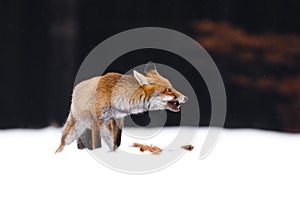 Hunting fox. Red fox, Vulpes vulpes, growls and shows teeth as defends prey. Vixen tears and feeds caught hare. Hunter with prey.