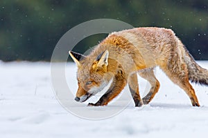 Hunting fox. Red fox, Vulpes vulpes, sniffs about prey in snow. Hungry beast in winter nature habitat.