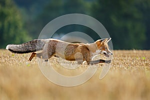 Hunting fox. Young red fox, Vulpes vulpes, creeps on stubble and hunts voles. Fox cub sniffs on field after corn harvest.