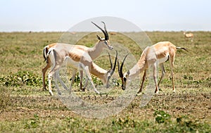 Hunting gazelles photo