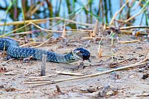 Hunting grass snake has caught fish