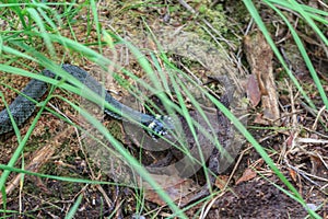Hunting of grass snake