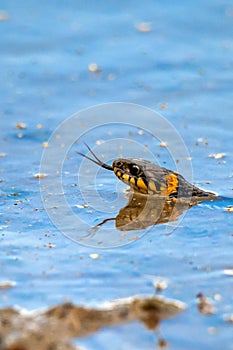 Hunting grass snake swims in water. Closeup