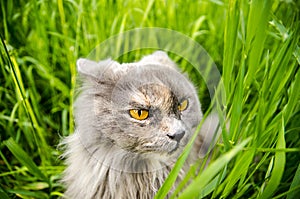 Hunting gray british cat in green grass