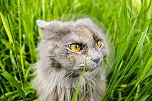 Hunting gray british cat in green grass