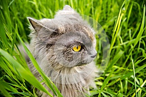 Hunting gray british cat in green grass
