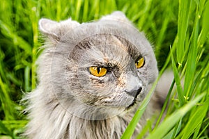 Hunting gray british cat in green grass