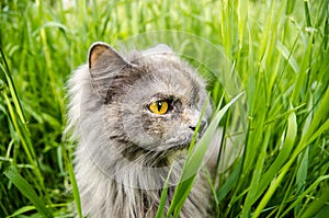 Hunting gray british cat in green grass