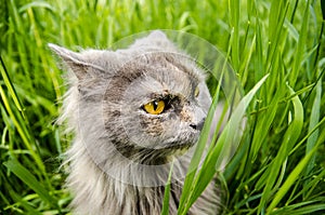 Hunting gray british cat in green grass