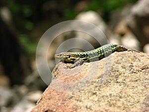 Hunting green lizard
