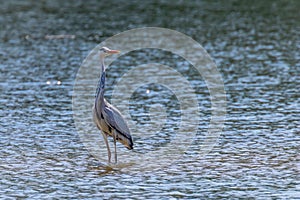 The Hunting Grey Heron Ardea cinerea Grey Heron Water