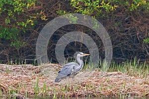 The Hunting Grey Heron Ardea cinerea Grey Heron Waters Edge