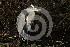 A hunting Grey Heron, Ardea cinerea, standing at the edge of a river.