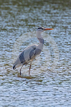 The Hunting Grey Heron Ardea cinerea Grey Heron Water