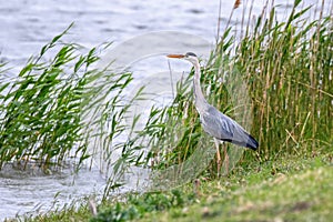 The Hunting Grey Heron Ardea cinerea Grey Heron Water