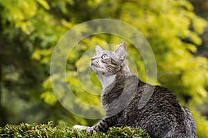 Hunting Grey Tabby Cat
