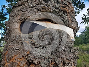 Hunting ground sign partially devoured by a tree