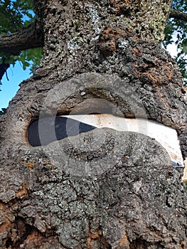 Hunting ground sign partially devoured by a tree