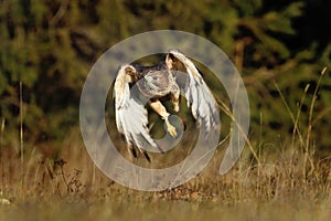 Hunting hawk at sunrise. Red-tailed hawk, Buteo jamaicensis, flying over meadow in forest. Majestic bird of prey in flight.